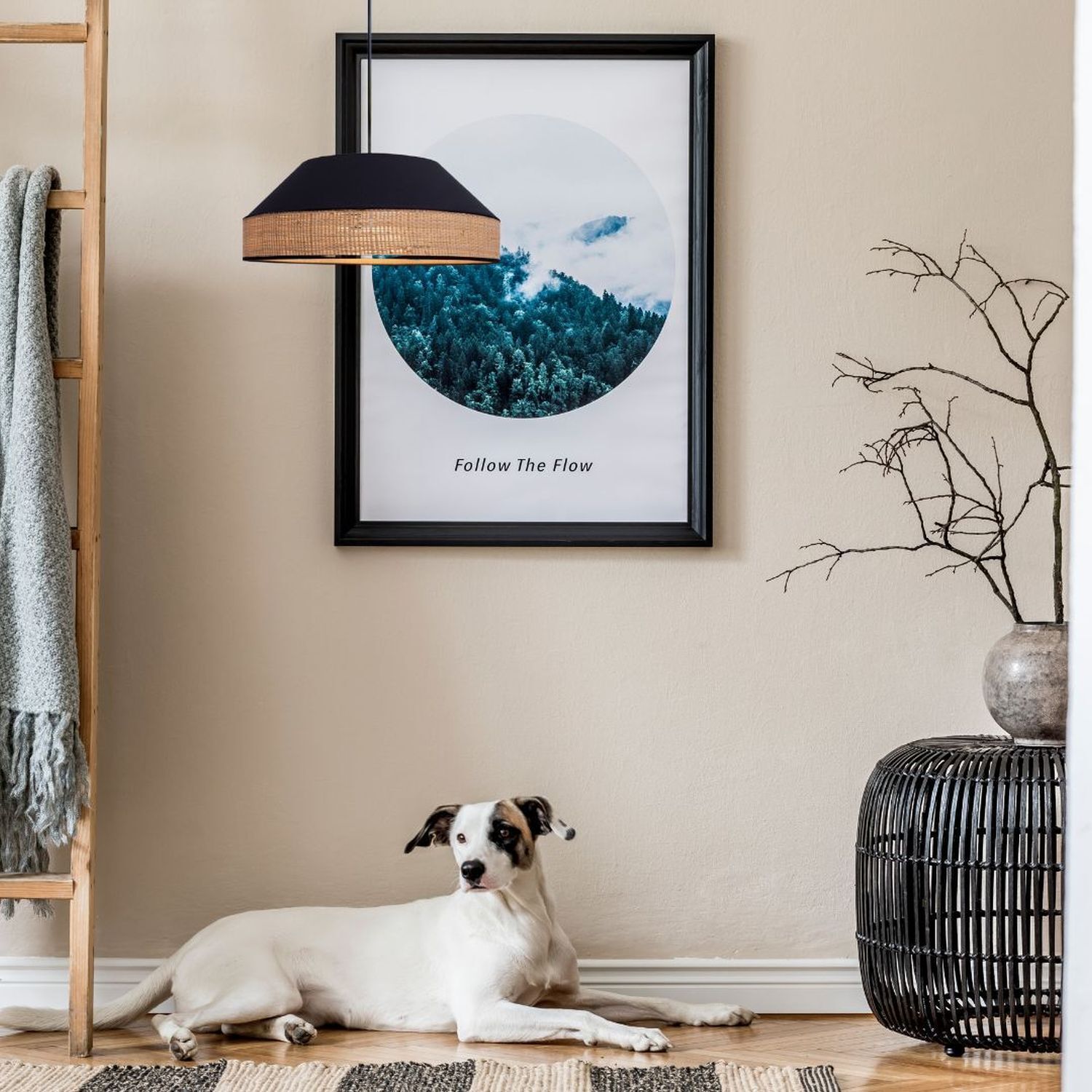 Hund, Säugetier, Haustier, Drinnen, Innenarchitektur