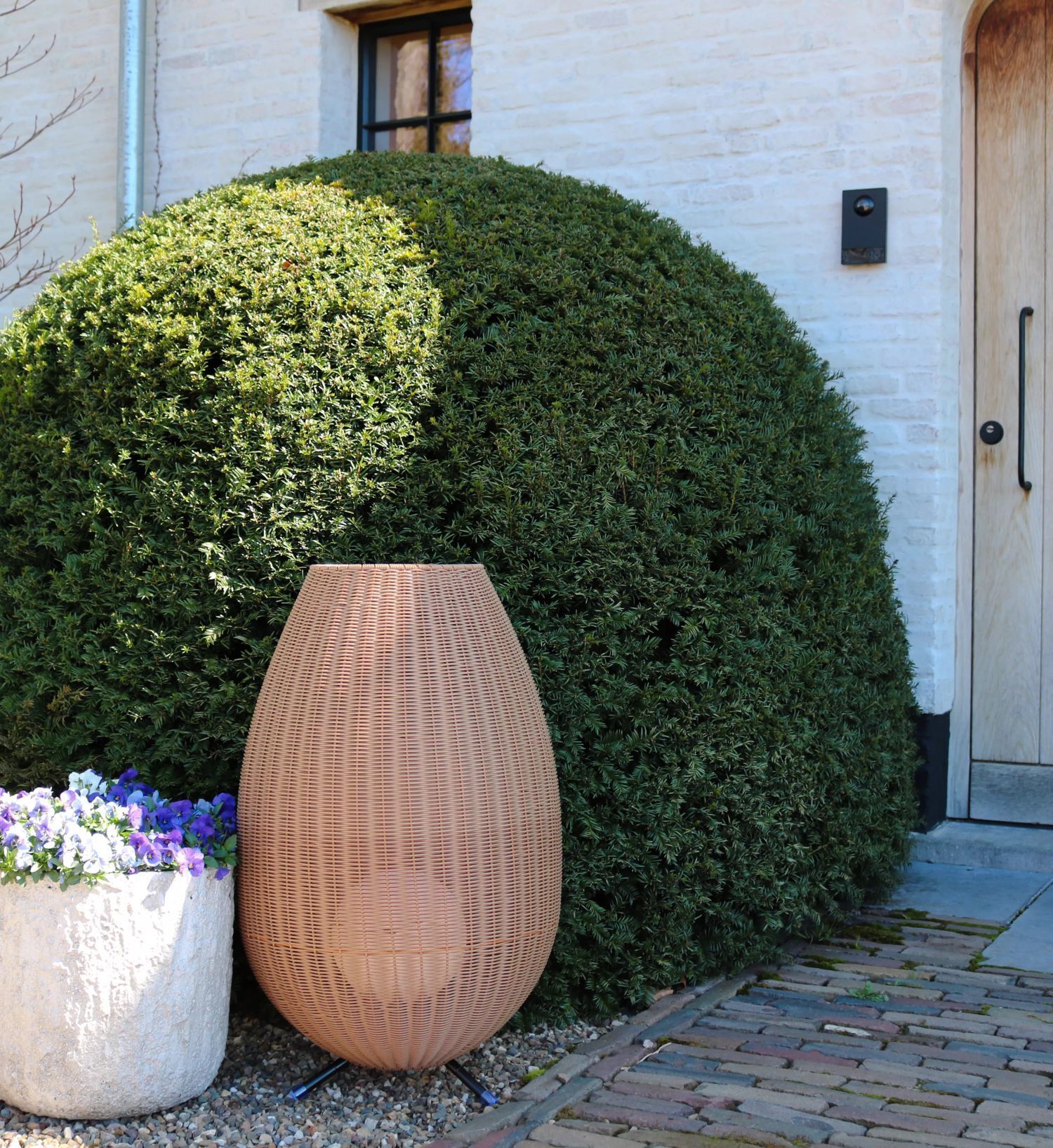 Pflanze, Vegetation, Topfpflanze, Zaun, Hecke