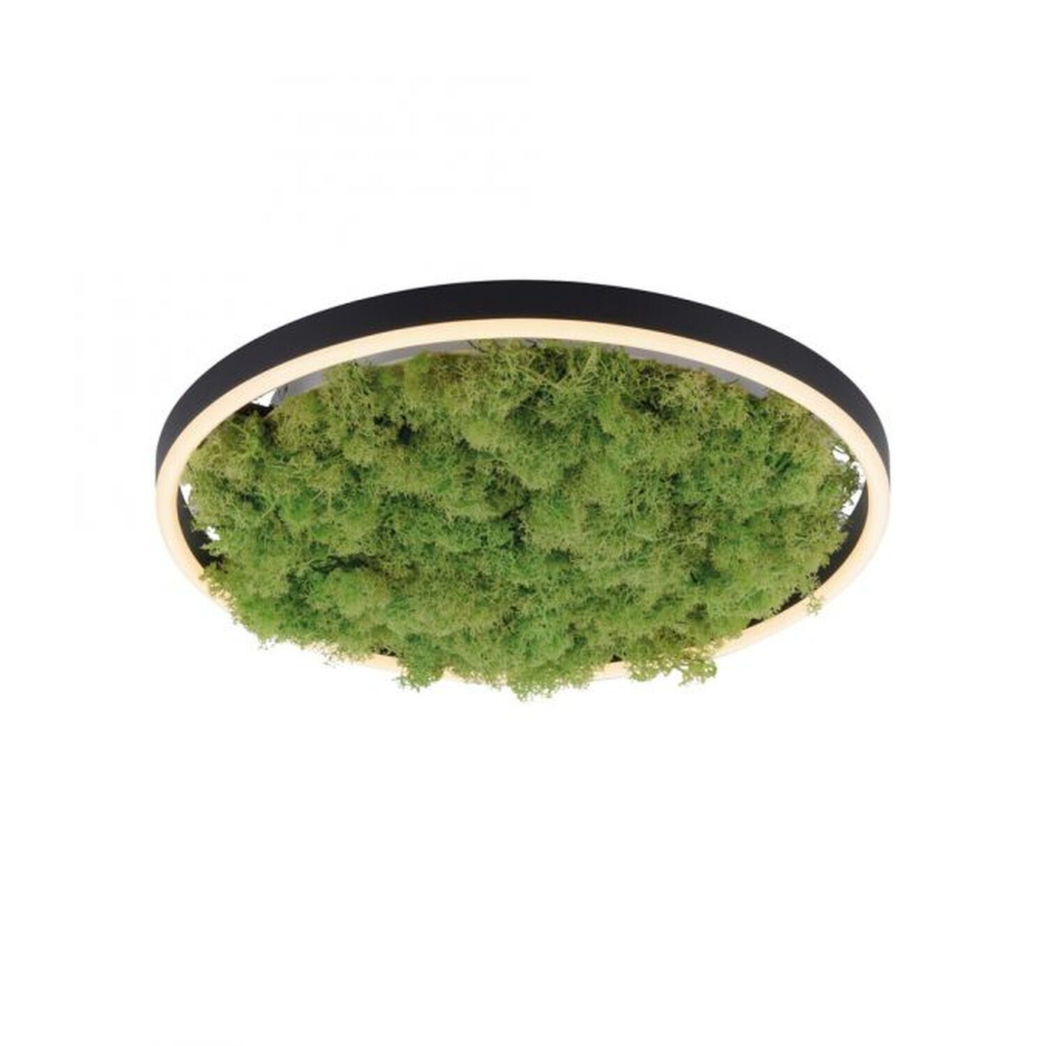 Pflanzenwuchs, Land, Baum, Wald, Moos