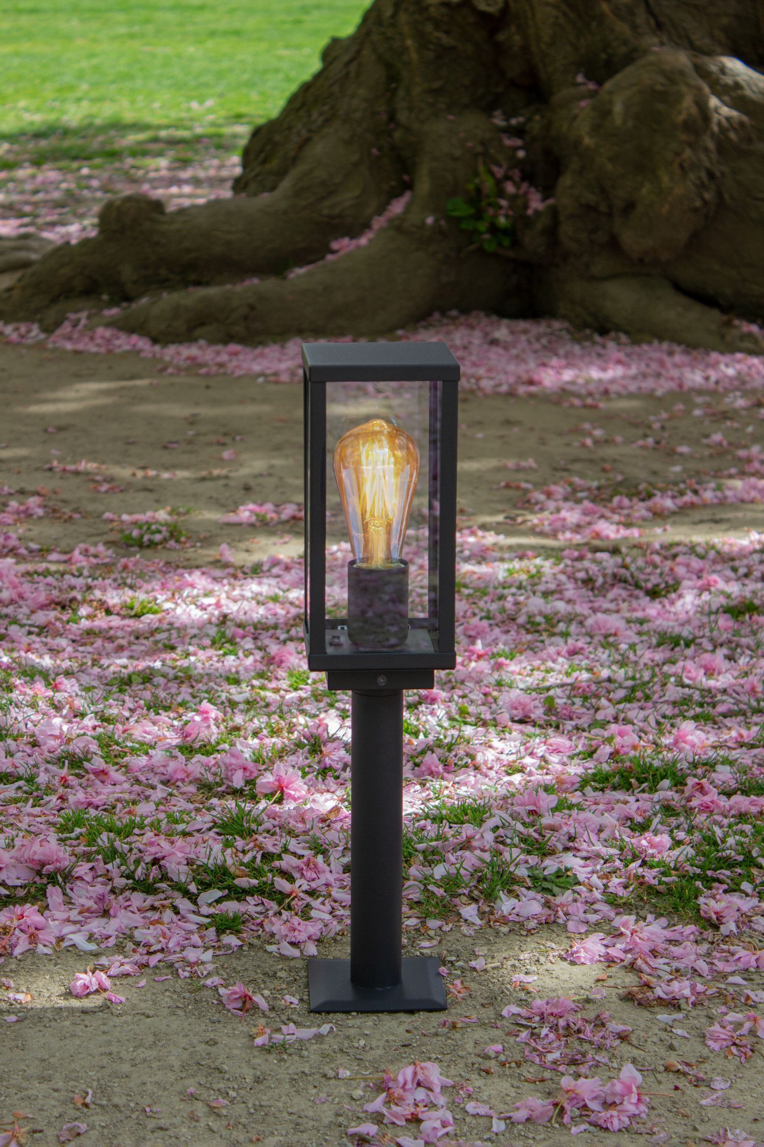 Lampe, Blume, Pflanze