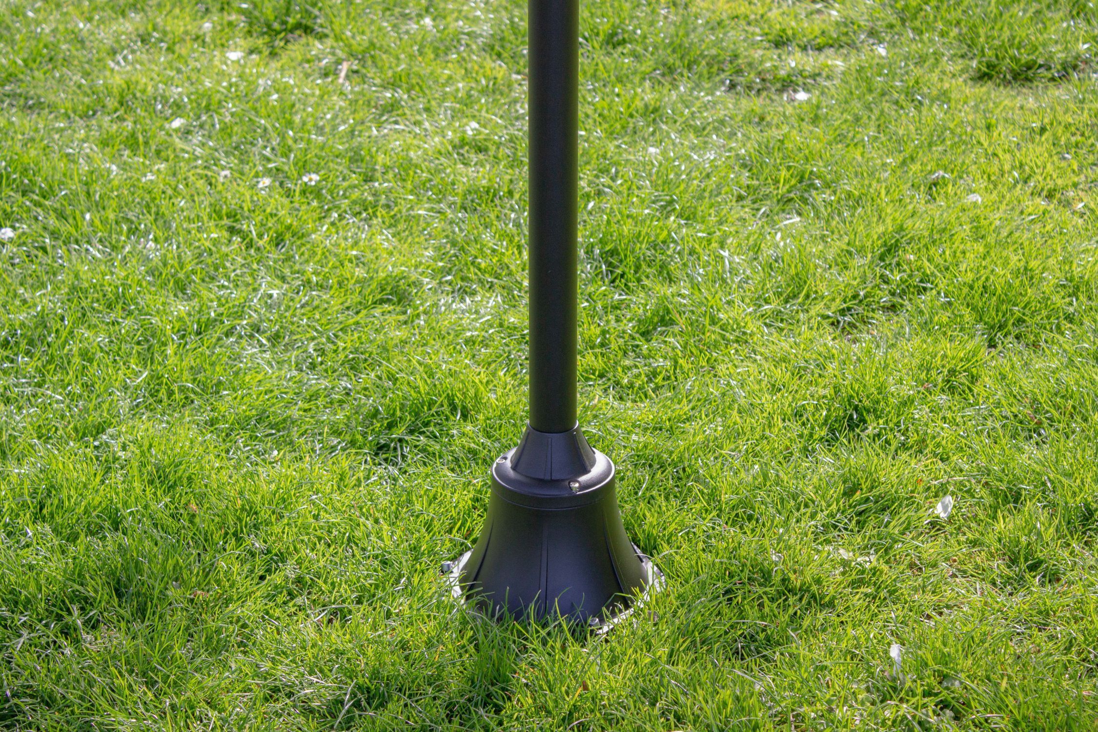 Gras, Pflanze, Rasen