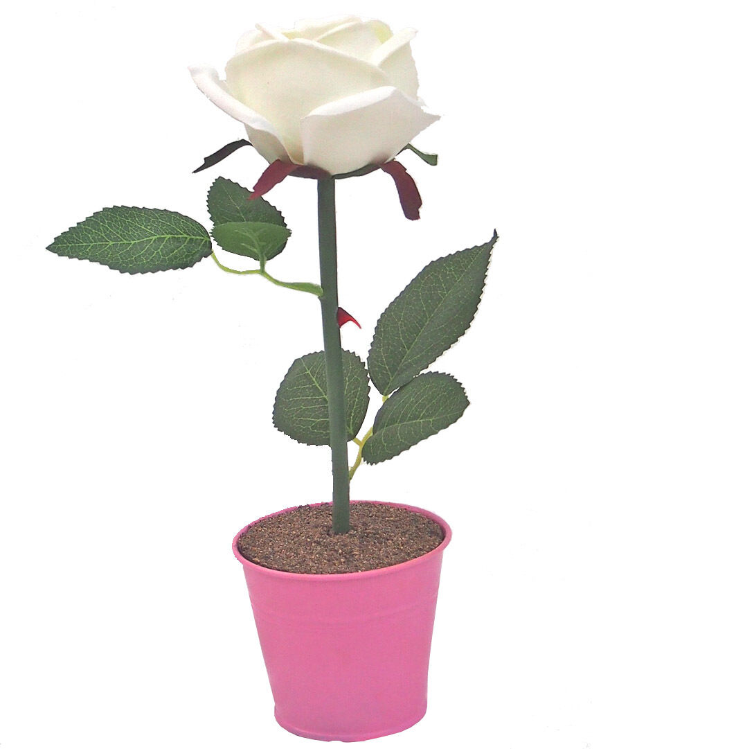 LED Rose blanc/rose Blume, Pflanze, Rose, Blatt