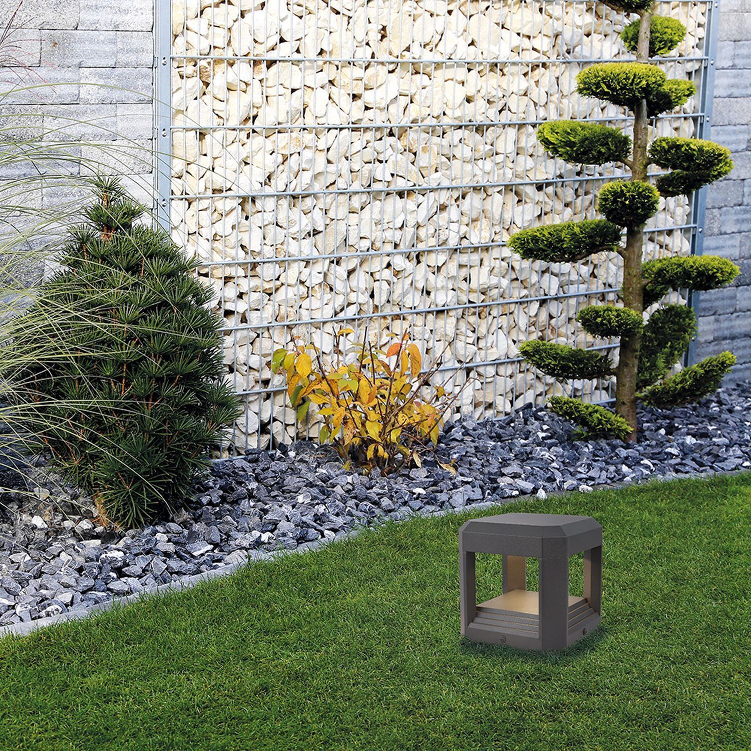 Baum, Gras, Hinterhof, Konifer, Tanne