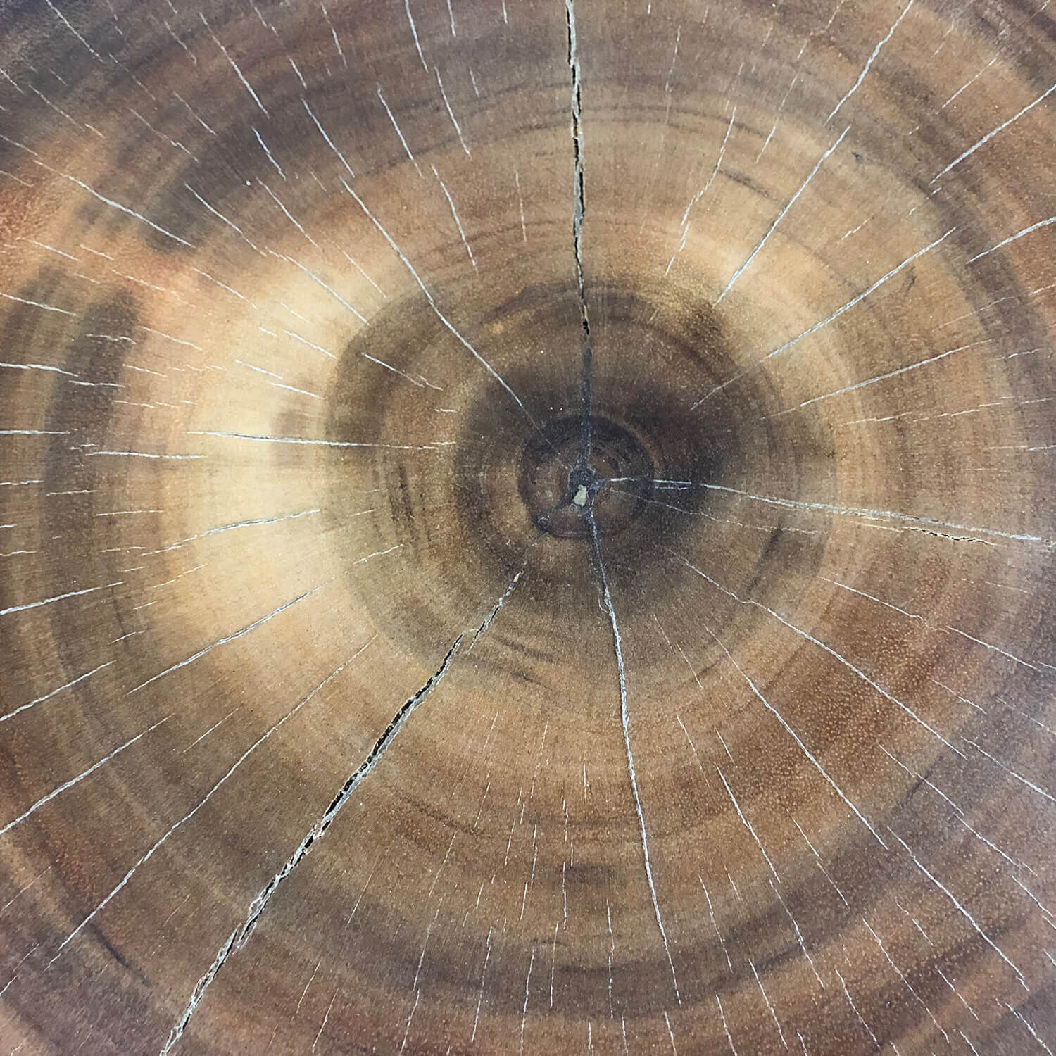 Table basse Rondelle d'arbre Bois d'acacia Métal Travail manuel Holz, Pflanze, Baum, Schnittholz