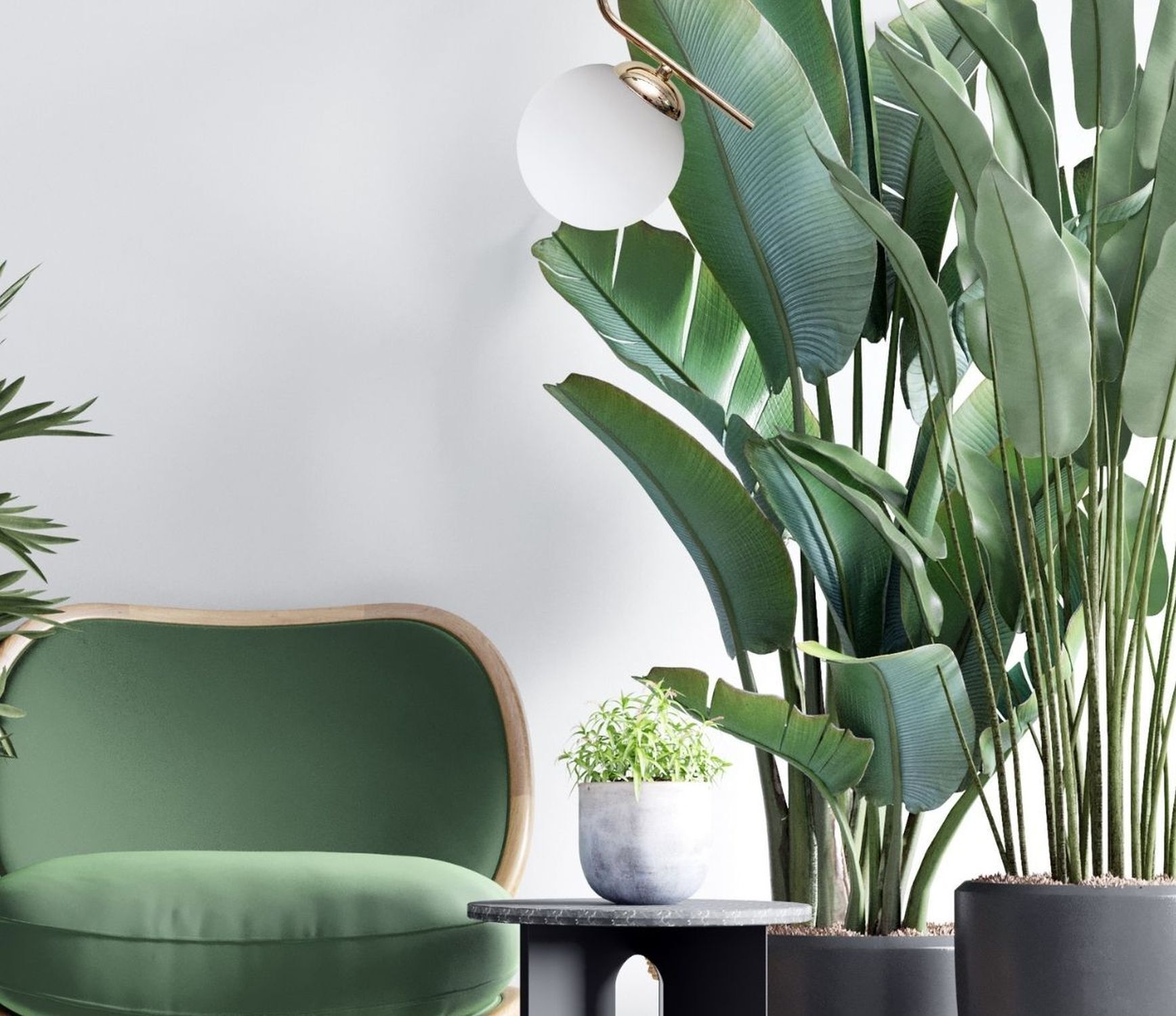 室内植物, 大型植物, 绿叶植物, 植物摆设, 室内花盆