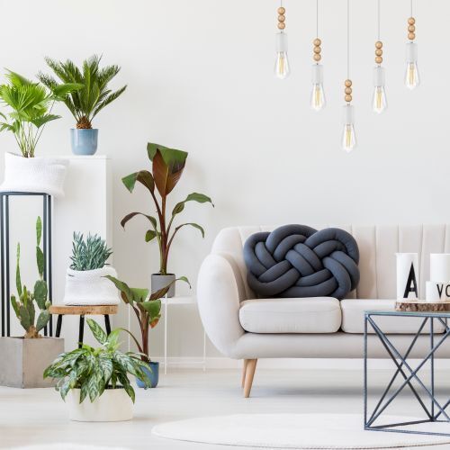 Pflanze, Pflanze im Topf, Wohnzimmer, Innenarchitektur, Inneneinrichtung