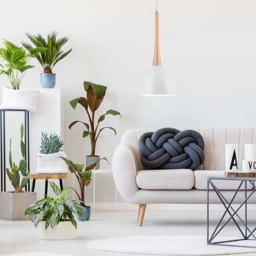 Pflanze, Pflanze im Topf, Wohnzimmer, Innenarchitektur, Pflanzgefäß