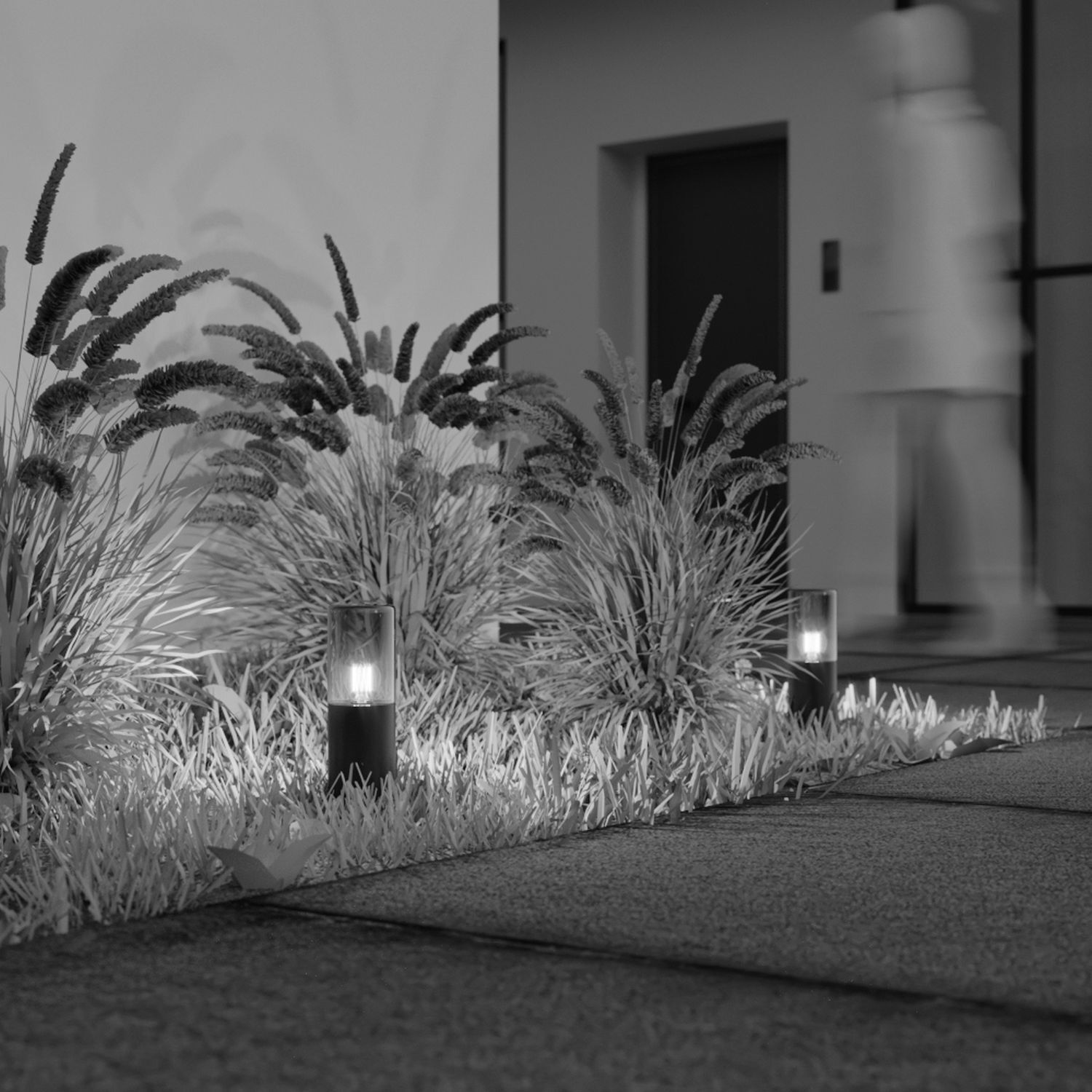 Pflanze, Schilf, Gras