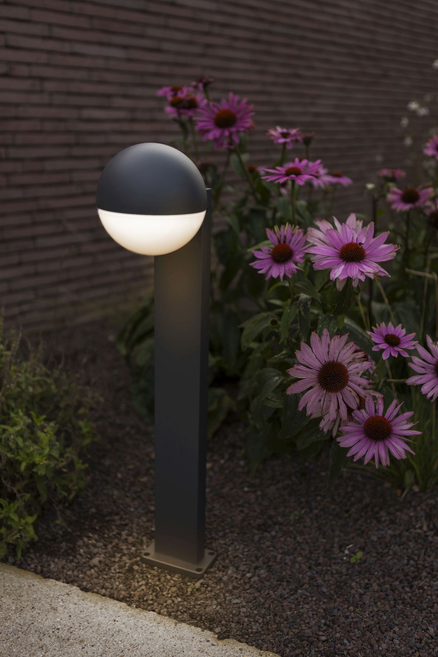 Gänseblümchen, Blume, Pflanze, Lampe