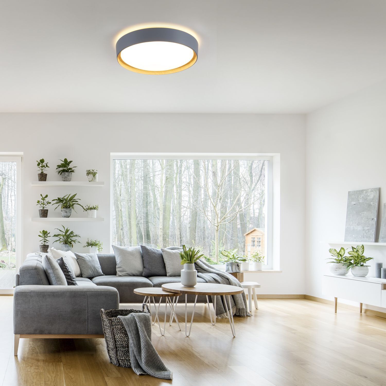 Dekoration für Zuhause, Pflanze