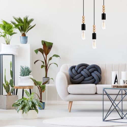 Pflanze, Pflanze im Topf, Wohnzimmer, Pflanzgefäß, Innenarchitektur