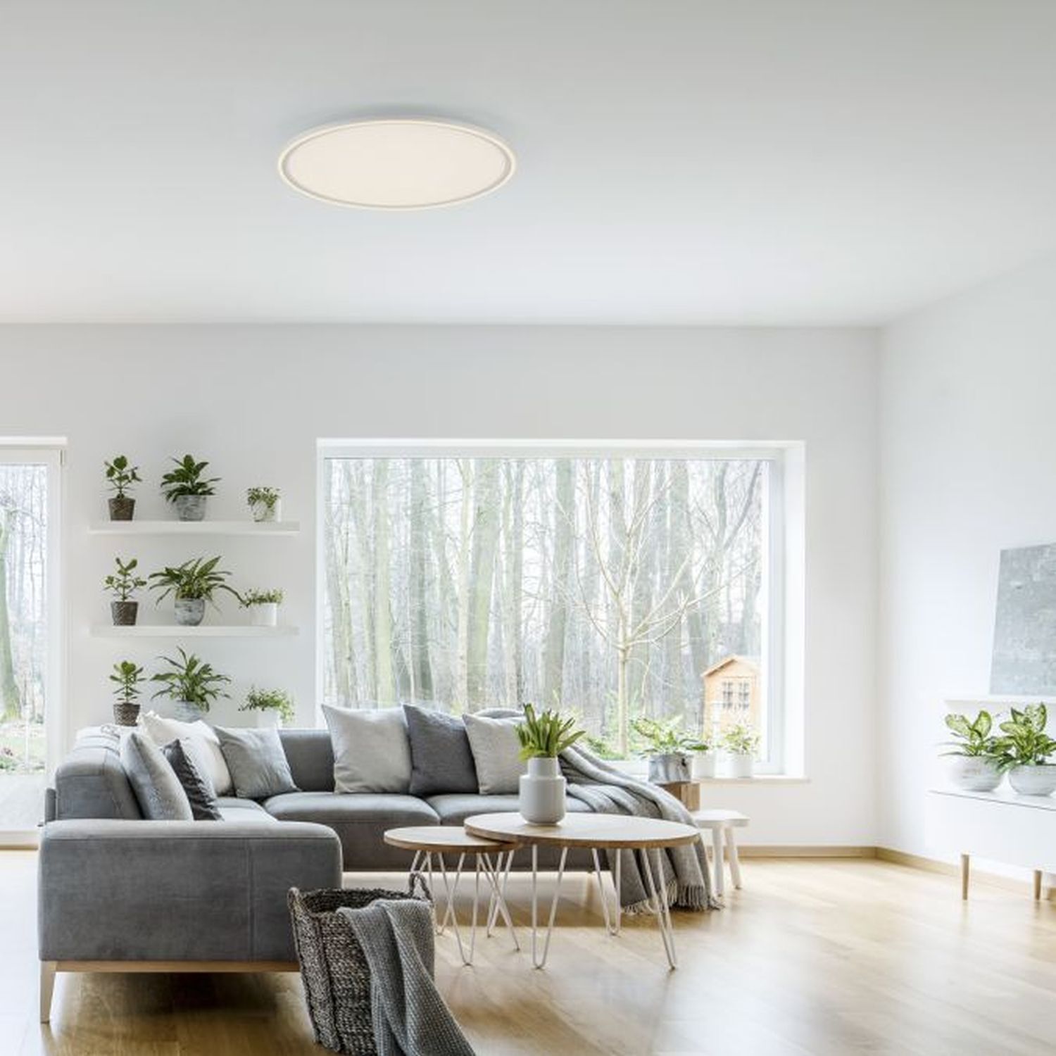 wohnzimmer, sofa, pflanzen, tisch, große fenster