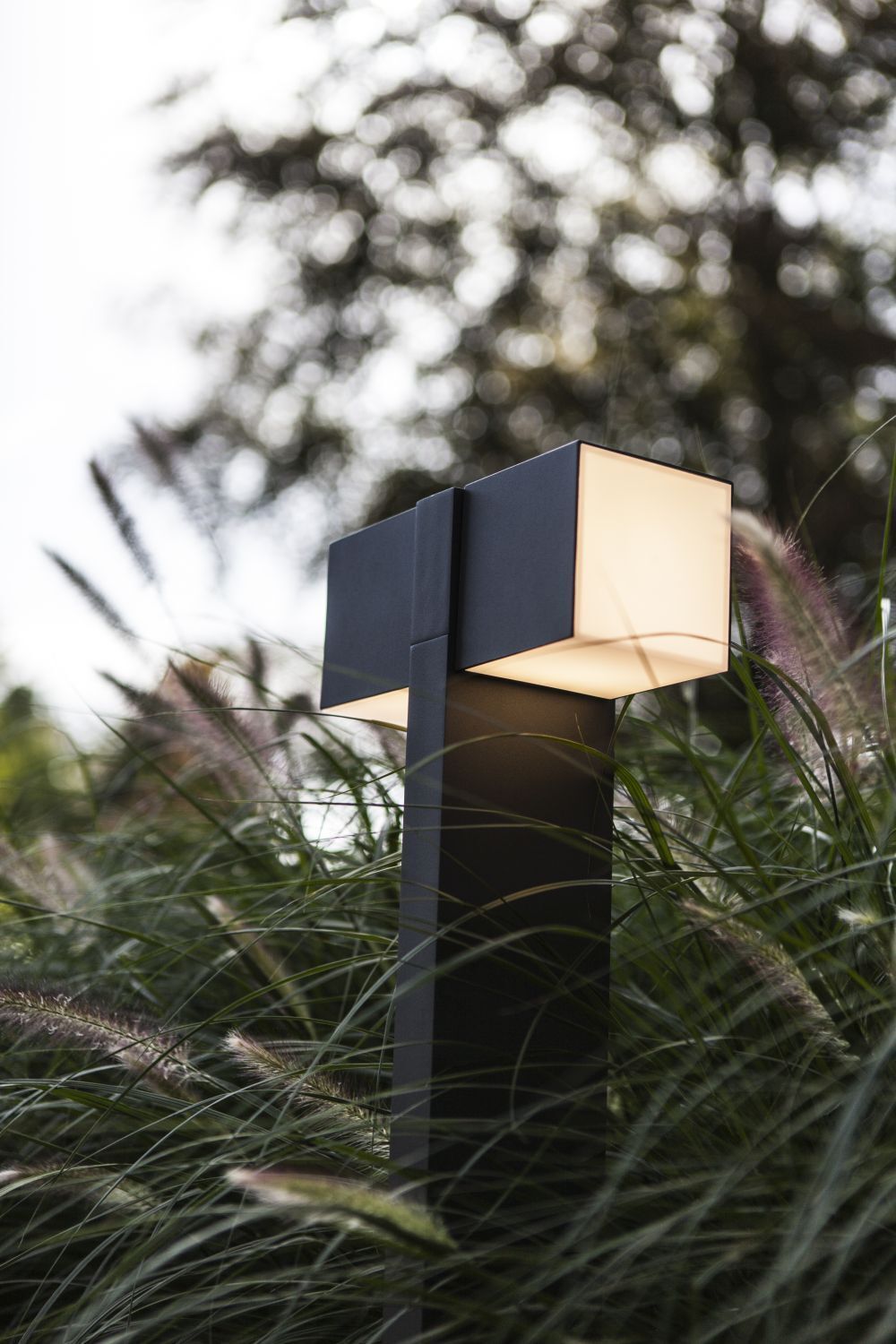Lampe, Pflanze