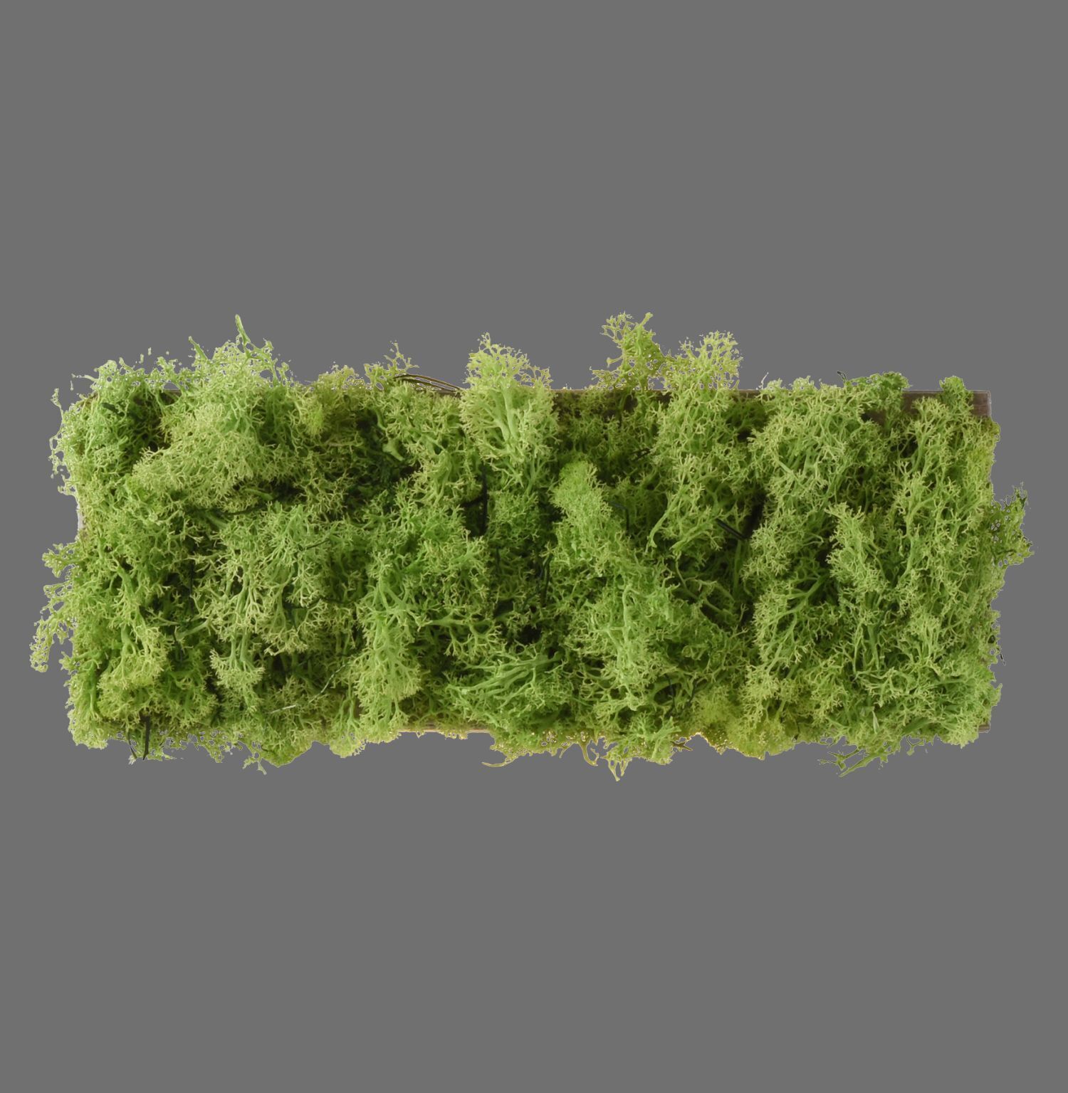 Applique LED Up Down L:32 cm 3000 K 130 lm en mousse Moos, Pflanze, Vegetation