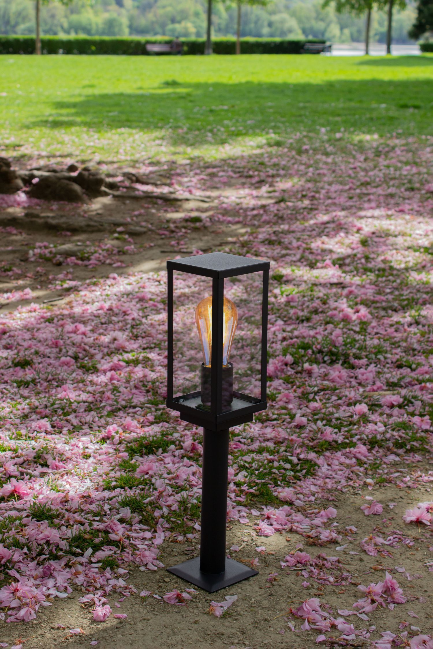 Gras, Pflanze, Lampe