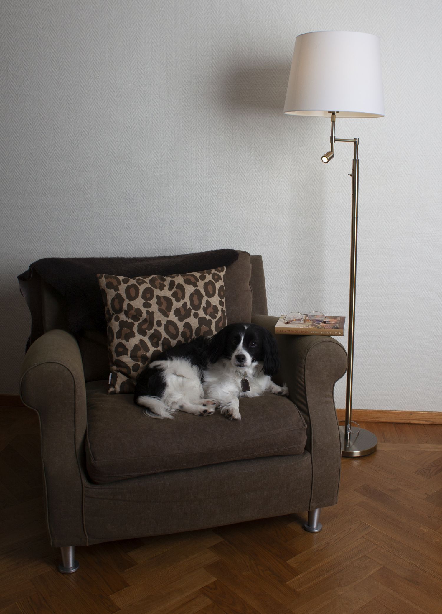Lampe, Couch, Mobiliar, Stuhl, Hund
