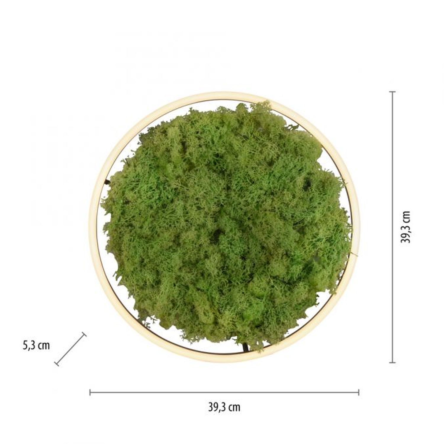 Moos, Pflanze, Puder, Vegetation, Kräuterig