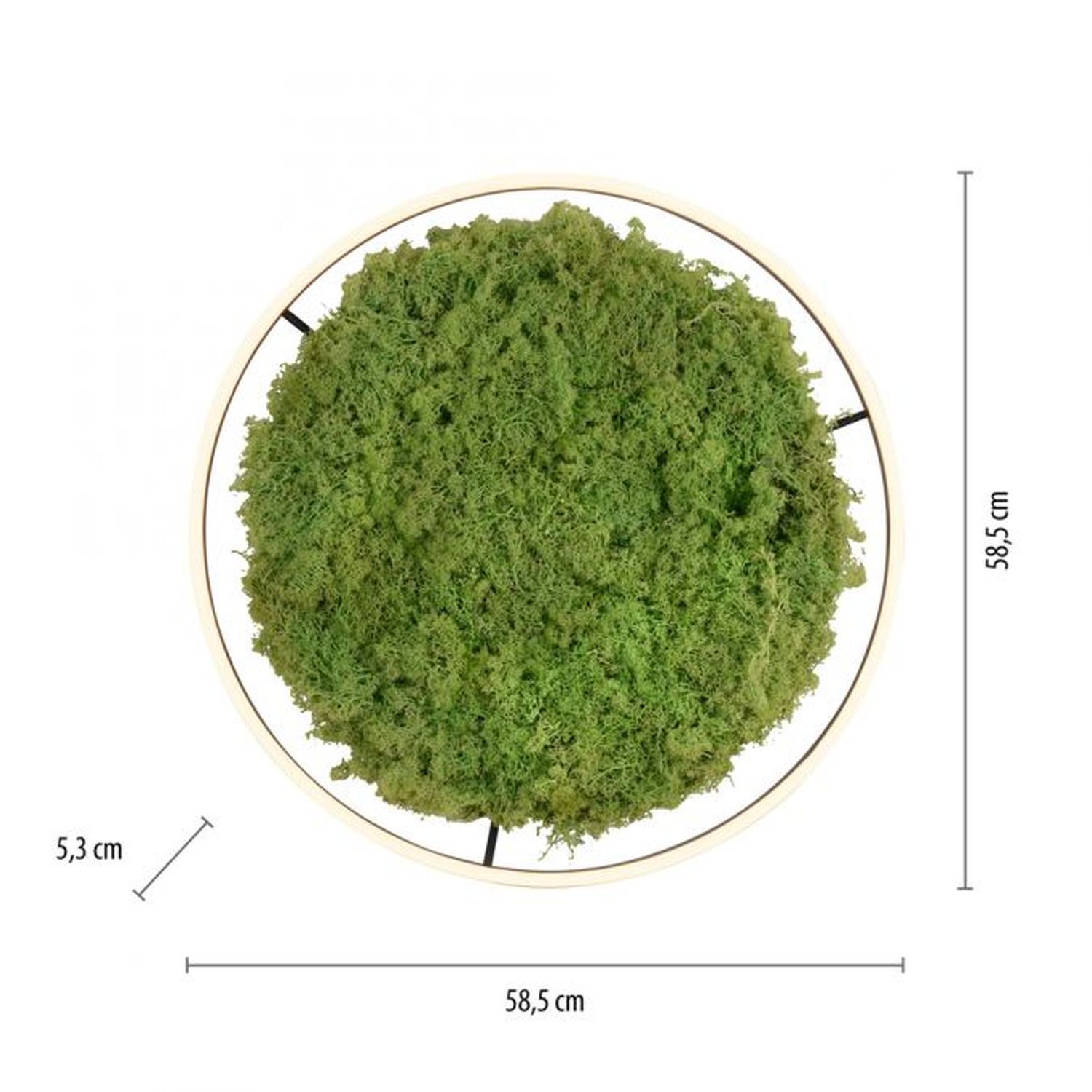 Moos, Pflanze, Puder, Vegetation, Teller