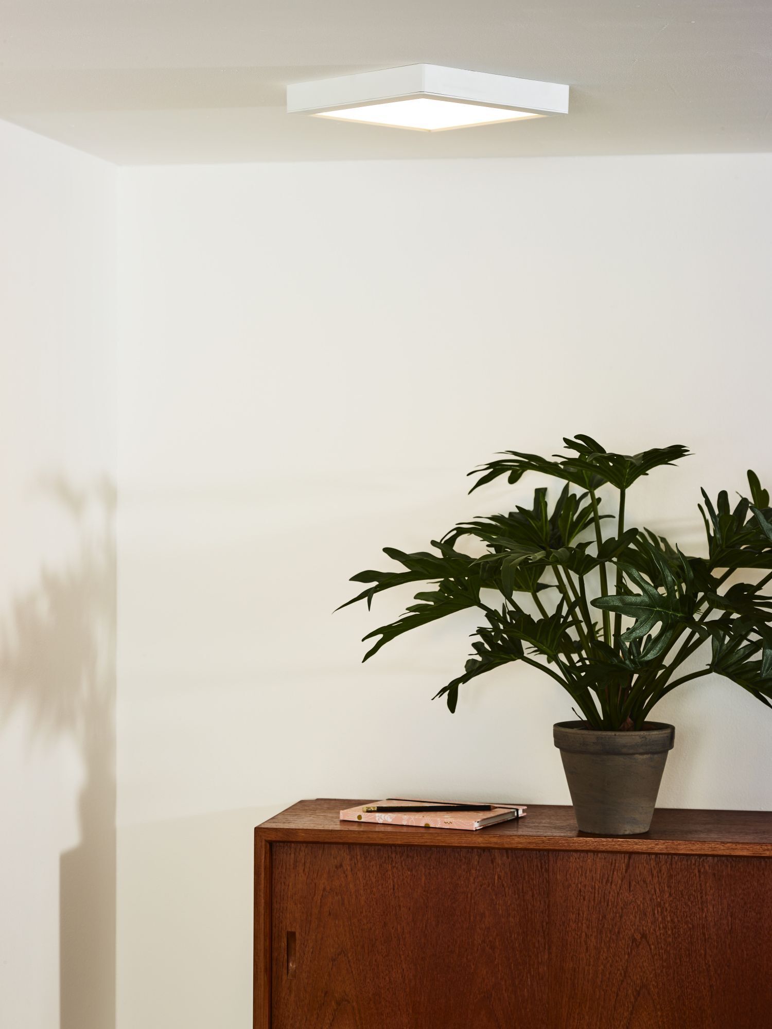 Pflanze, Pflanze im Topf, Lampe, Deckenleuchte