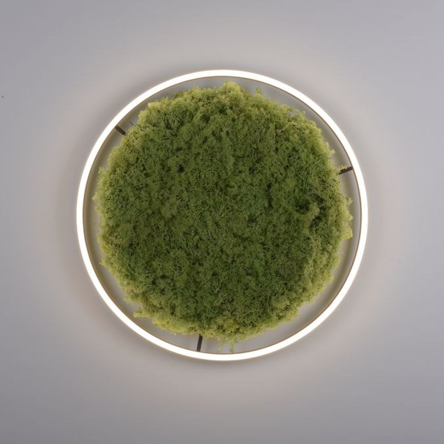 Moos, Pflanze, Puder