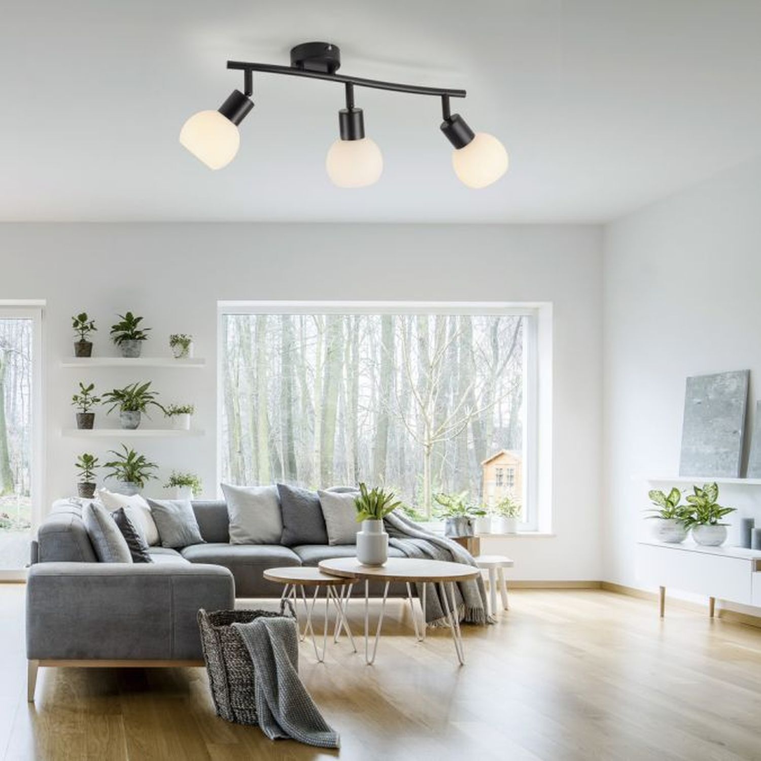 Dekoration für Zuhause, Pflanze