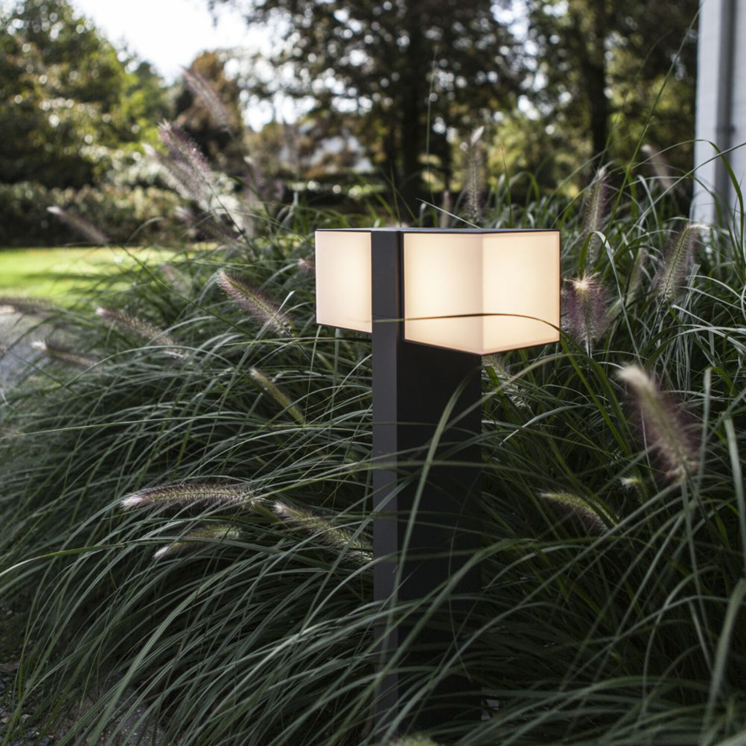 Lampe, Pflanze